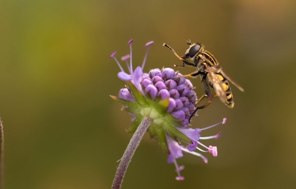 Оса сидит на красивом фиолетовом цветке