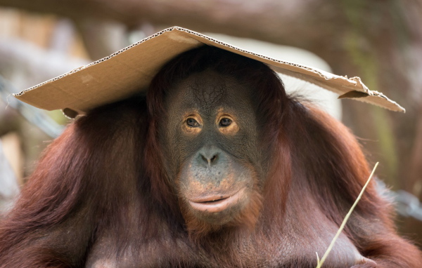 Большой орангутанг сидит с куском картона на голове