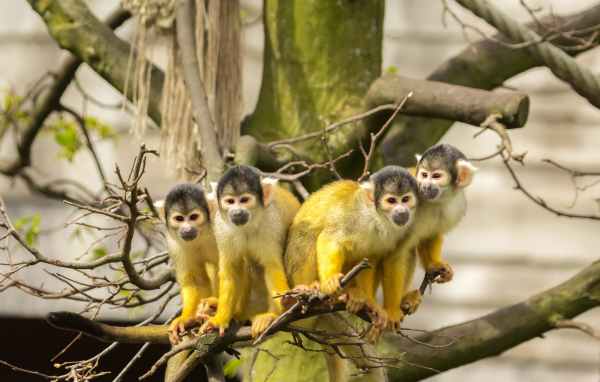 Четыре обезьянки породы Саймири на ветке