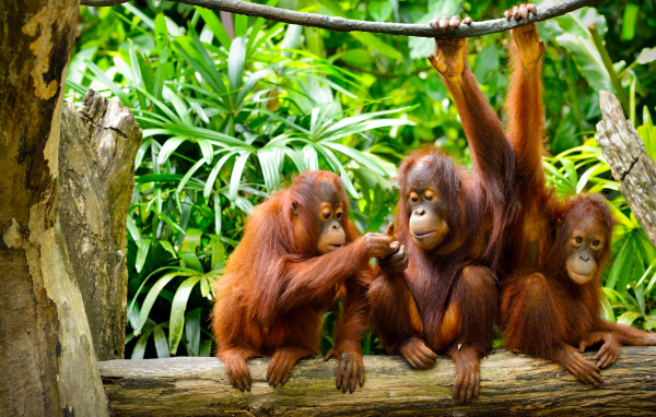 Семья орангутангов сидит на ветке