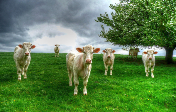 Белые коровы пасутся на зеленом лугу