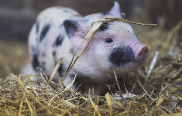 Маленькая домашняя свинка в соломе