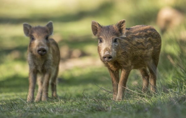 Две маленькие дикие свиньи стоят на зеленой траве