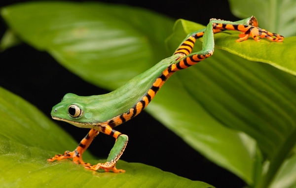 Зеленая лягушка с большими глазами сидит на листе
