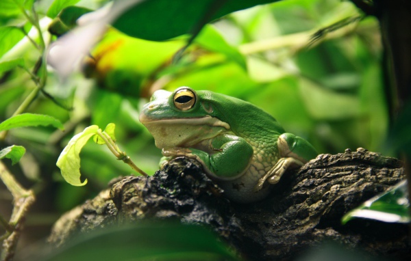 Большая зеленая лягушка сидит на коряге 