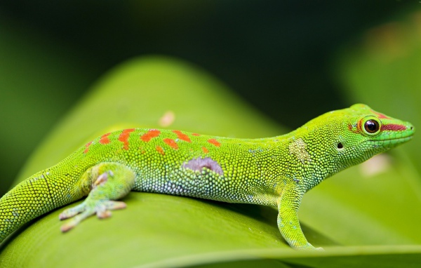 Красивый зеленый геккон на зеленом листе