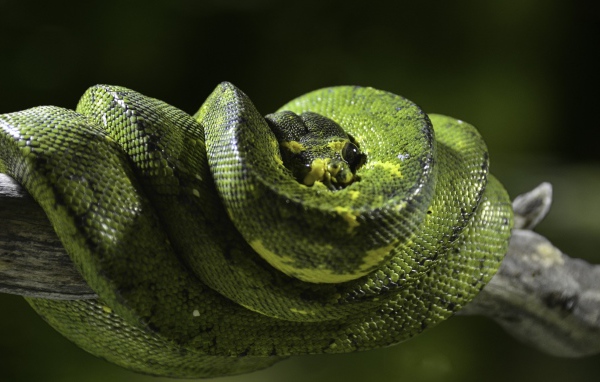 Beautiful green python on a tree branch