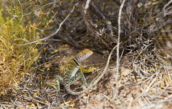 Ошейниковая пустынная игуана в сухих ветках