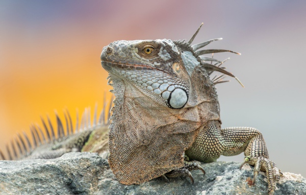 Серая игуана отдыхает на камне 