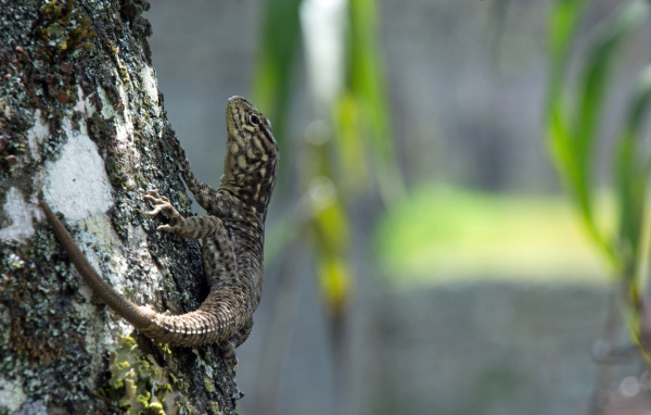 Серая ящерица на дереве 