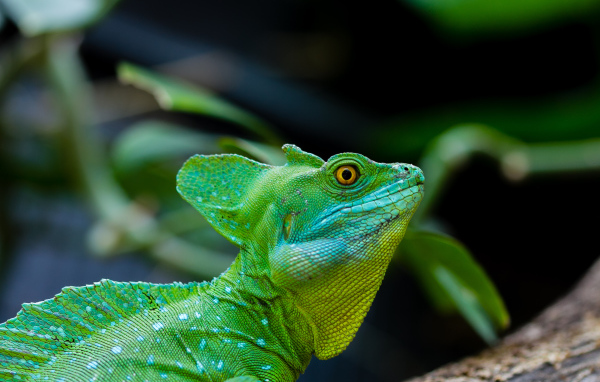 Зеленый ящер василиск с желтыми глазами 