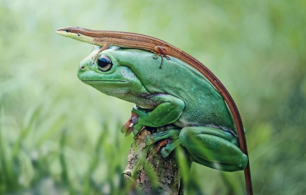 Ящерица сидит на большой зеленой лягушке 