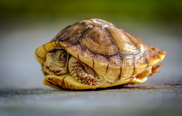 Черепаха спряталась в панцире крупным планом