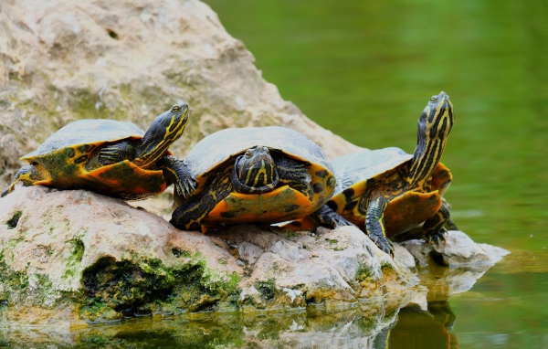 Три черепахи на камне у водоема 