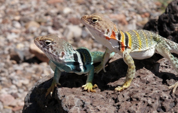 Две ошейниковые пустынные игуаны на камне 