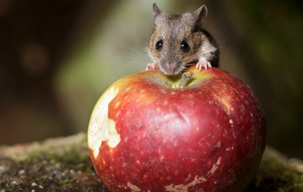 Маленький мышонок сидит на большом красном яблоке 