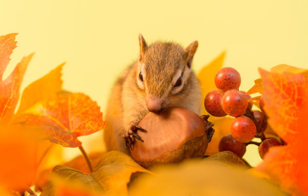 Маленькая рыжая белка грызет орех в желтых листьях