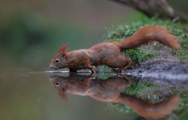 A small red squirrel near the water