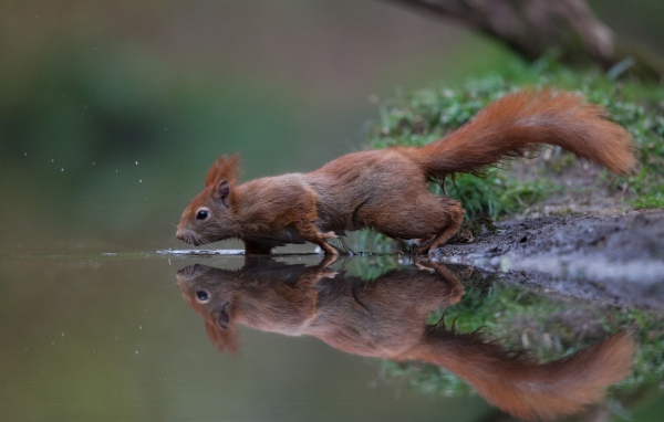 Маленькая рыжая белка у воды 
