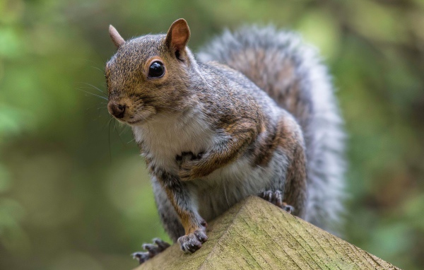 Забавная любопытная белка крупным планом