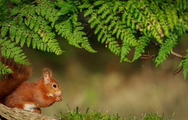 Рыжая белка сидит под зеленой веткой