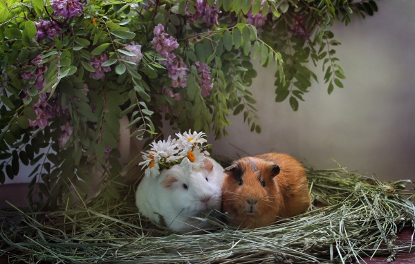 Две морские свинки в гнезде из сена