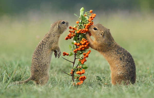 Два маленьких суслика рвут оранжевые ягоды с ветки