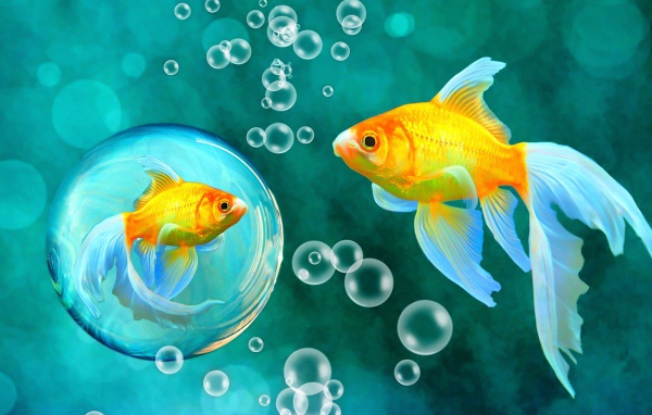 Красивые золотые рыбки под водой 