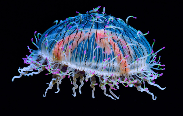 Красивая разноцветная медуза на черном фоне