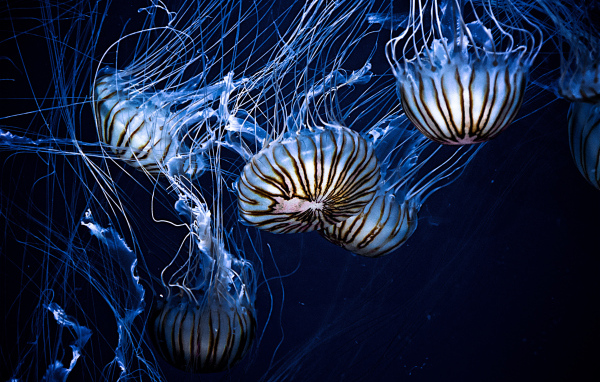 Красивые морские медузы 