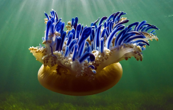 Красивая необычная медуза Кассиопея 