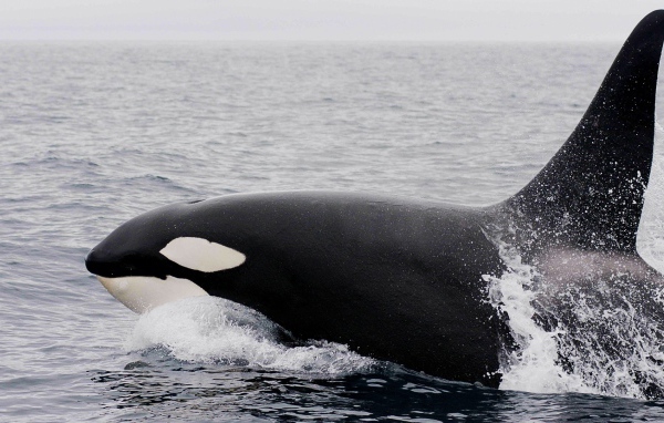 Большая касатка в воде 