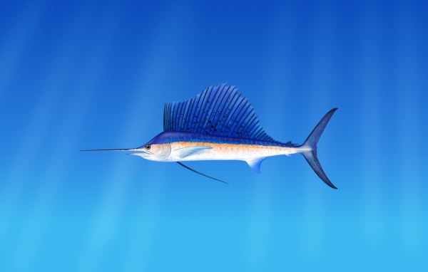 Морская  рыба марлин  на голубом фоне 