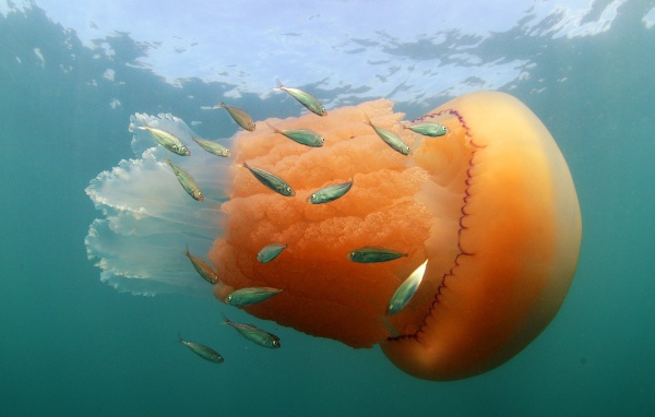 Оранжевая медуза с маленькими рыбками  