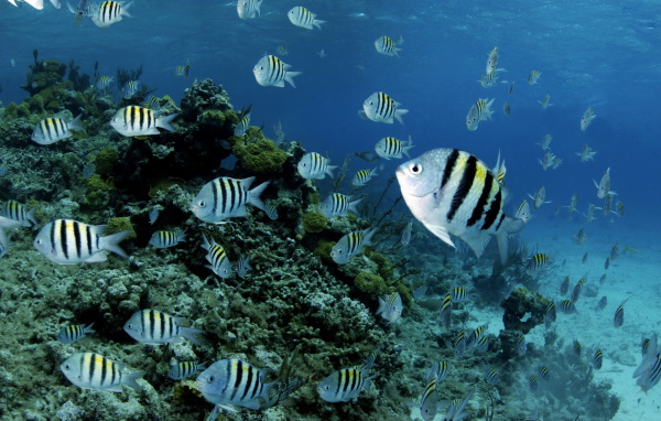 Полосатые рыбки в воде 