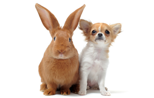 Большой рыжий кролик и чихуахуа на белом фоне