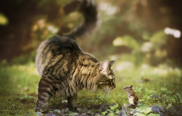 Кошка и бурундук знакомятся в саду