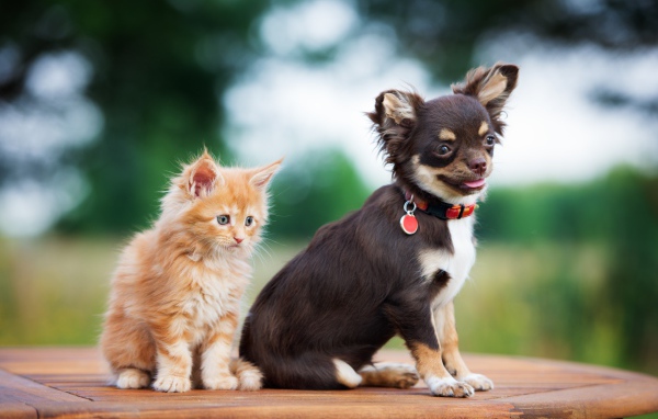 Щенок чихуахуа с маленьким рыжим котенком