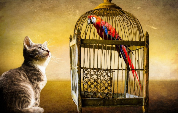 Curious kitten looks at the cage with the parrot