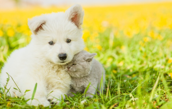 Пушистый белый щенок с серым котенком сидят на траве