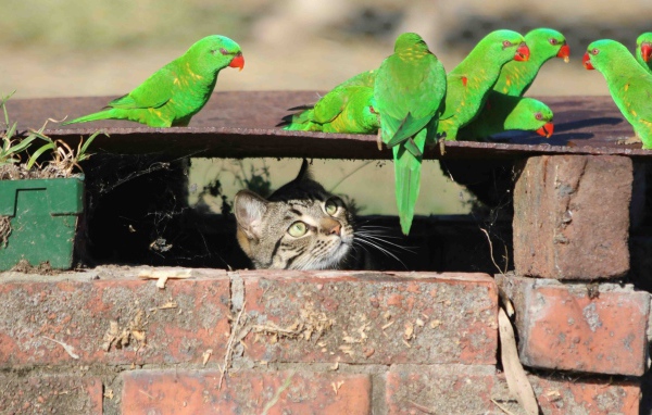 Серый кот следит за зелеными попугаями