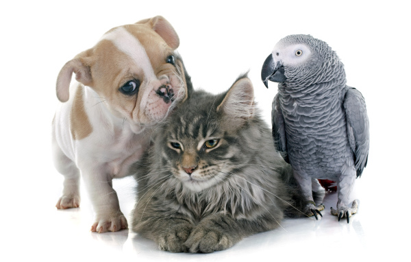 Щенок,  кот и попугай на белом фоне 