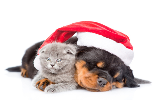 Спящий щенок ротвейлера в красной шапке Санта Клауса с серым котенком на белом фоне