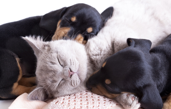 Маленькие спящие щенята и котенок 