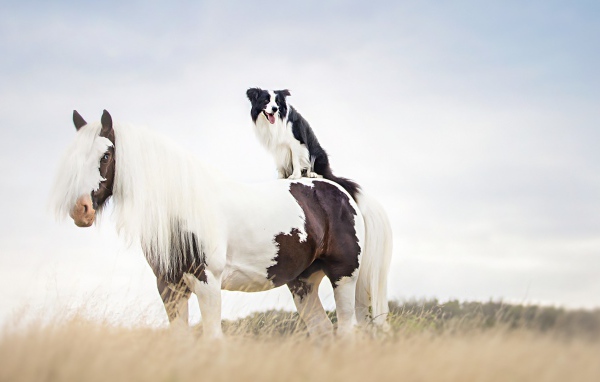 Собака сидит верхом на лошади 