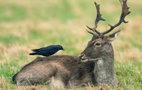 Ворон сидит на лесном олене 