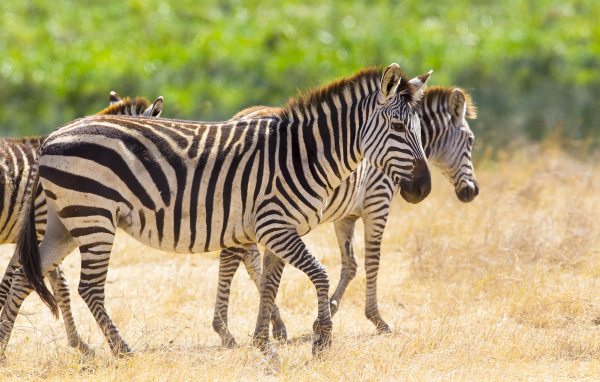 Полосатые зебры гуляют по сухой траве
