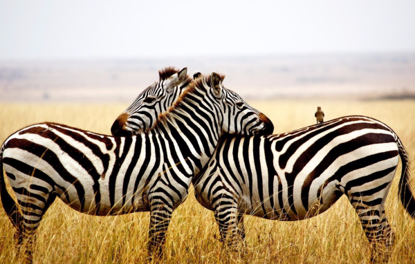 Две полосатые зебры в сухой траве 