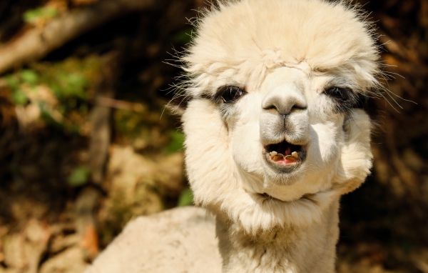 Белый детеныш Альпака