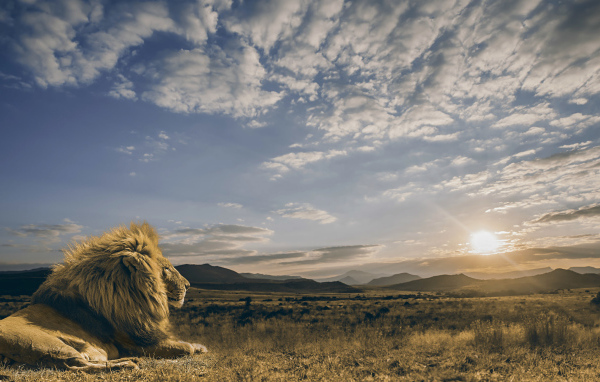 Большой лев смотрит на восход солнца в небе 